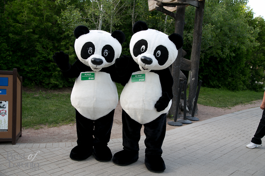 Greetings from the Giant Panda mascots, Er Shun and Da Mao