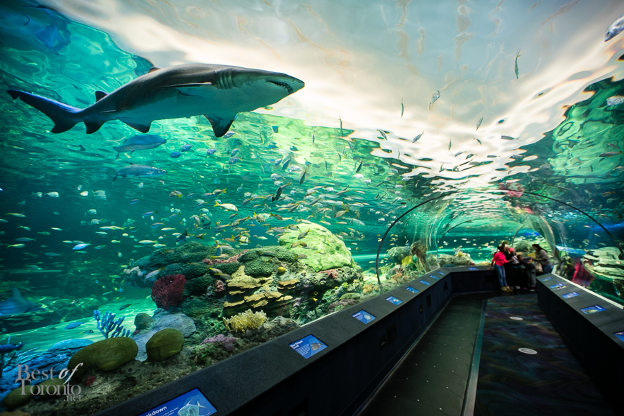 Ripley's Aquarium of Canada Amazing photos you can't miss BOOMSbeat