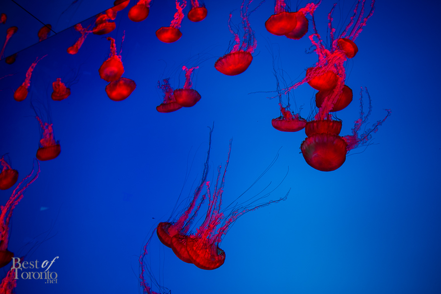 Pacific sea nettle jelly fish