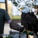 Up close with the Bald Eagle