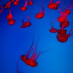 Jellyfish specifically Pacific Sea Nettles (their nematocysts contain powerful paralyzing toxins)