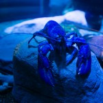 Rare electric blue lobster