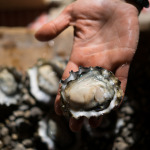 Fresh shucked oysters | Hooked Inc