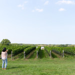 A view of Ravine Vineyard